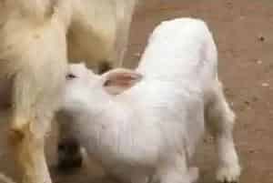 新生小羊羔安全度过哺乳期的管理方法