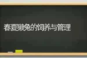 春夏獭兔的饲养与管理