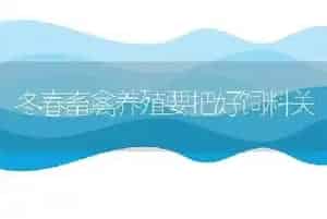 冬春畜禽养殖要把好饲料关