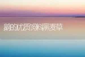 鹅的优质饲料黑麦草