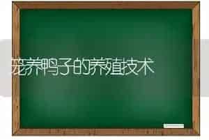 笼养鸭子的养殖技术
