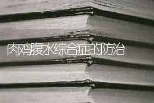 肉鸡腹水综合症的防治