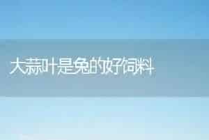 大蒜叶是兔的好饲料
