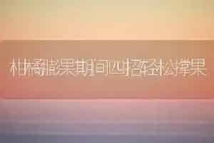 仿生法加工生物秸秆蛋白饲料