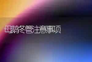 母鹅冬管注意事项