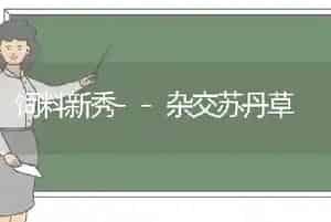 饲料新秀--杂交苏丹草