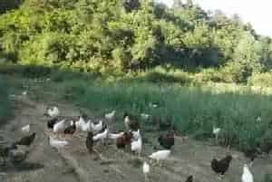 生态放养鸡怎么确定养殖密度