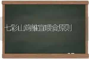 七彩山鸡雏宜喂食原则