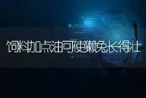饲料加点油可使獭兔长得壮