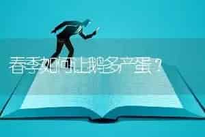 春季如何让鹅多产蛋?