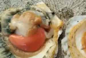 扇贝育苗“红红火火”,育苗攻坚战岂能掉以轻心?