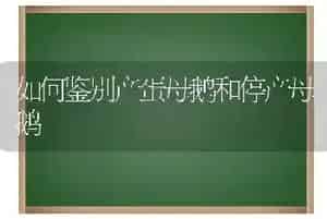 如何鉴别产蛋母鹅和停产母鹅