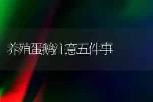 养殖蛋鹅注意五件事