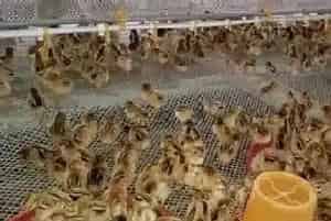 雏鸡出壳后多久开食？养鸡注意事项