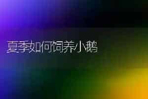 夏季如何饲养小鹅