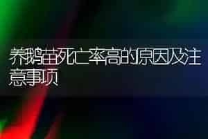 养鹅苗死亡率高的原因及注意事项