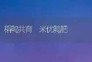 稻鸭共育 米优鸭肥