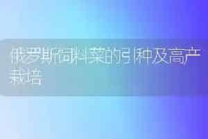 俄罗斯饲料菜的引种及高产栽培