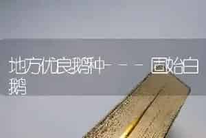地方优良鹅种---固始白鹅
