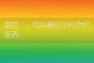 菊苣--饲料兼经济作物的新秀