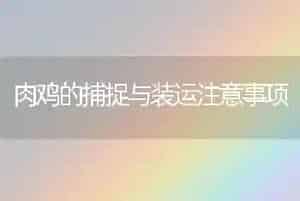 肉鸡的捕捉与装运注意事项