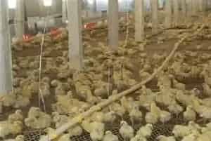 育雏鸡的饲养注意什么