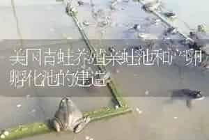美国青蛙养殖亲蛙池和产卵孵化池的建造