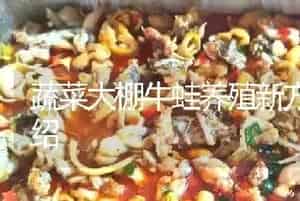 蔬菜大棚牛蛙养殖新方法介绍