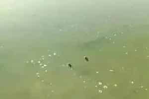 春季海参池塘具体问题分析及建议