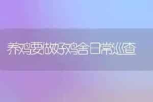 养鸡要做好鸡舍日常巡查