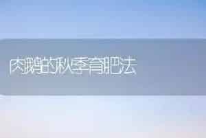 肉鹅的秋季育肥法