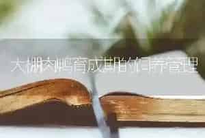 大棚肉鸭育成期的饲养管理