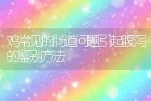 鸡常见的肠道问题引起腹泻的鉴别方法