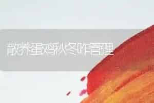 散养蛋鸡秋冬咋管理