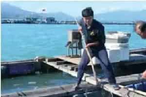 珍珠龙胆海水网箱健康养殖技术研究