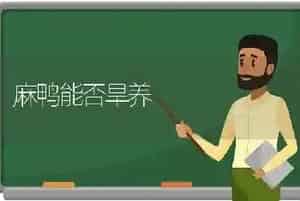 麻鸭能否旱养