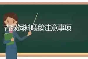 青绿饲料喂鹅注意事项