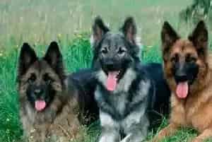 牧羊犬怎么养？如何训练牧羊犬？