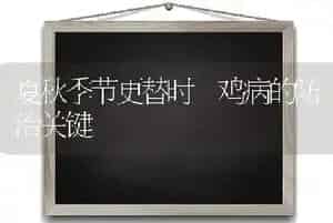 夏秋季节更替时 鸡病的防治关键