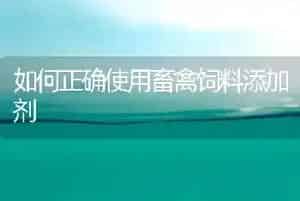 如何正确使用畜禽饲料添加剂