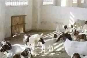 羊中暑症状及解救措施