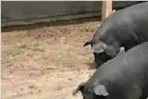 中国黑猪品种介绍