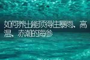 如何养出能顶得住暴雨、高温、赤潮的海参