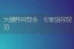 大棚养鸡弊多 专家倡导规范