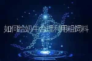 如何给奶牛合理利用粗饲料