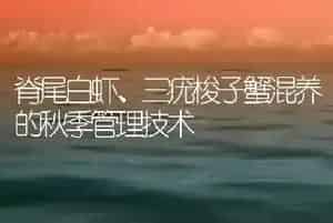 脊尾白虾、三疣梭子蟹混养的秋季管理技术