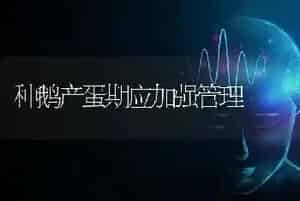 种鹅产蛋期应加强管理