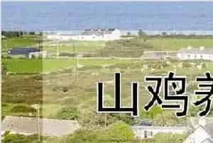 山鸡养殖技术