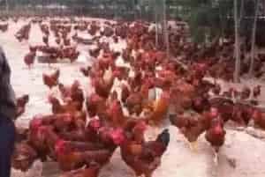 蛋鸡无公害养殖技术介绍