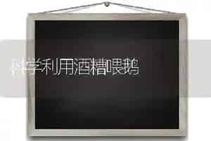 科学利用酒糟喂鹅